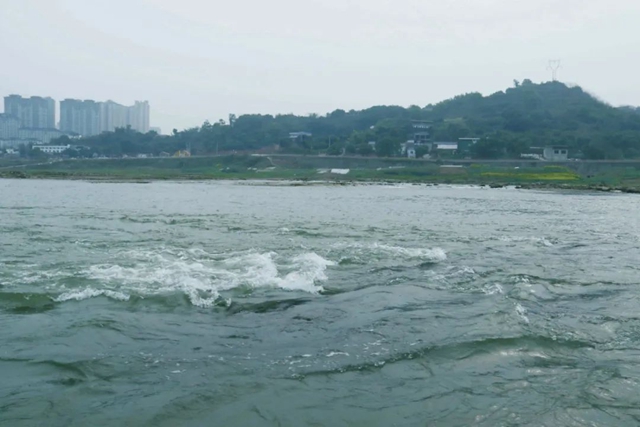 鱼1.jpg