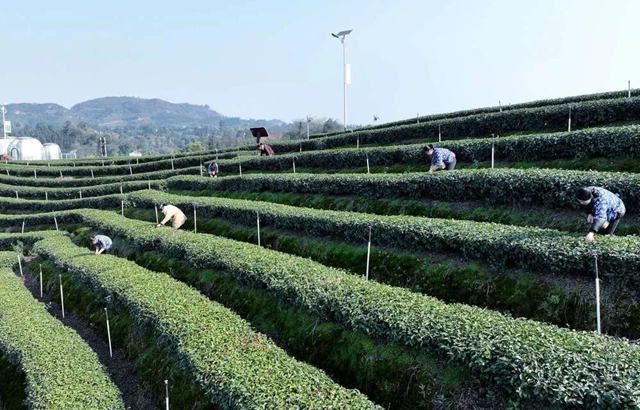 纳溪特早茶 “一叶”成“一业” 茶产业铺就村民增收路