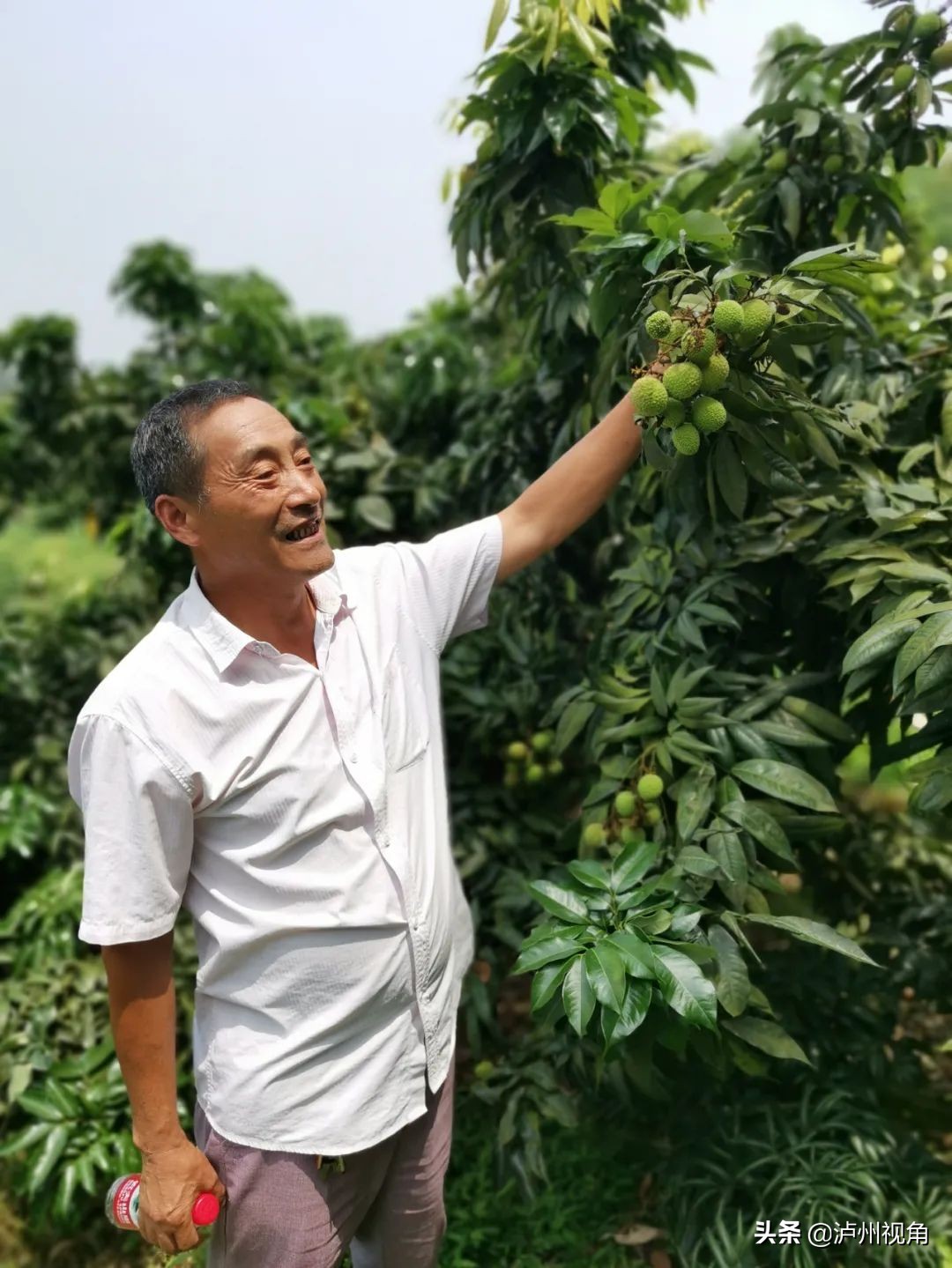 又是一年荔枝红|合江龙潭荔枝与你不见不散(图2) 又是一年荔枝红|合江龙潭荔枝与你不见不散