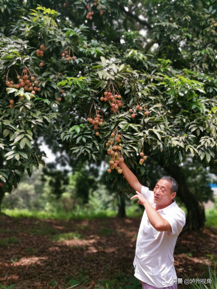 又是一年荔枝红|合江龙潭荔枝与你不见不散(图8) 又是一年荔枝红|合江龙潭荔枝与你不见不散